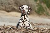 DALMATIEN 131